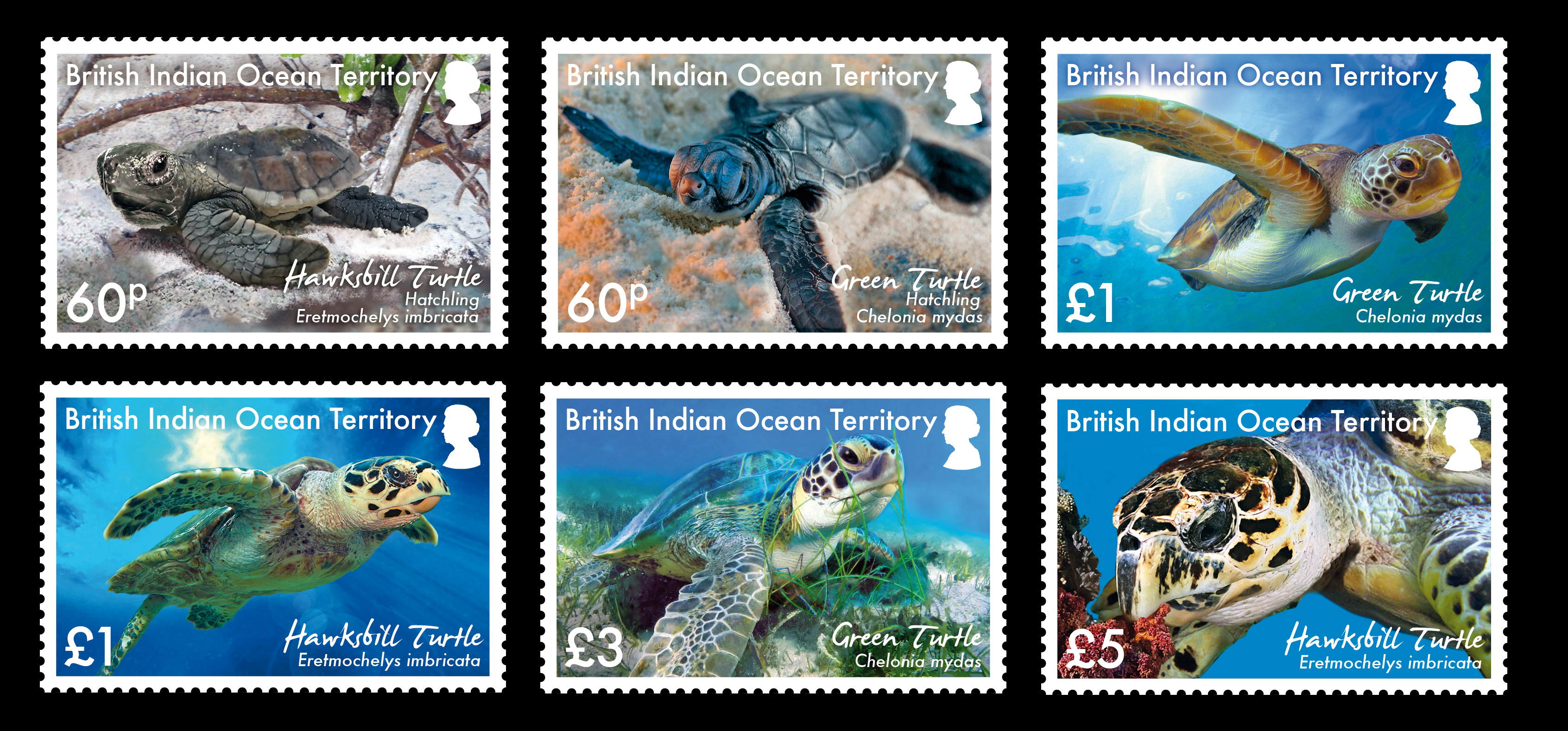 Set of turtle stamps